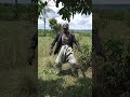 Nyanda Masumbuko Ft Shinhu Wa Shinhu