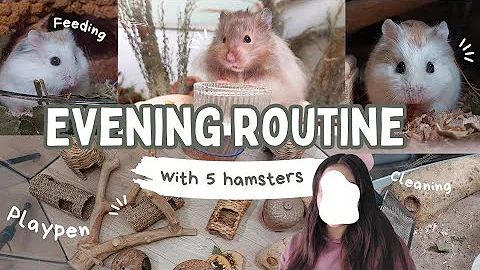 Evening Routine with 5 HAMSTERS | Relaxing Vlog
