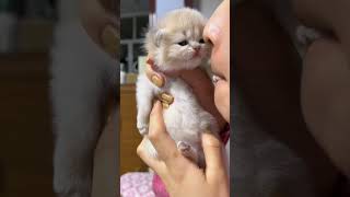 Funny cats compilations #cats #new # I found this videos on Instagram (thanks to the authors)