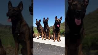 Best Belgian Malinois World 😍 by Dogs In The World 484 views 1 year ago 3 minutes, 2 seconds