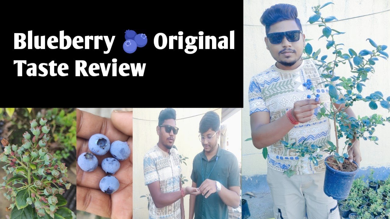 Unbelievable Taste: Hot Climate Blueberry Evaluation #biloxi