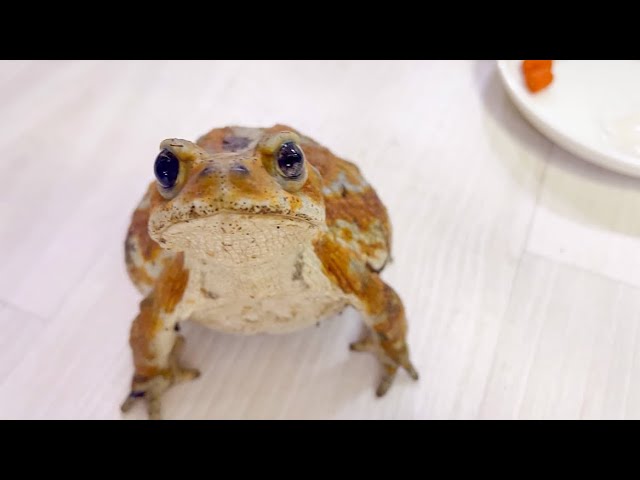 I'm Marron. - YouTube