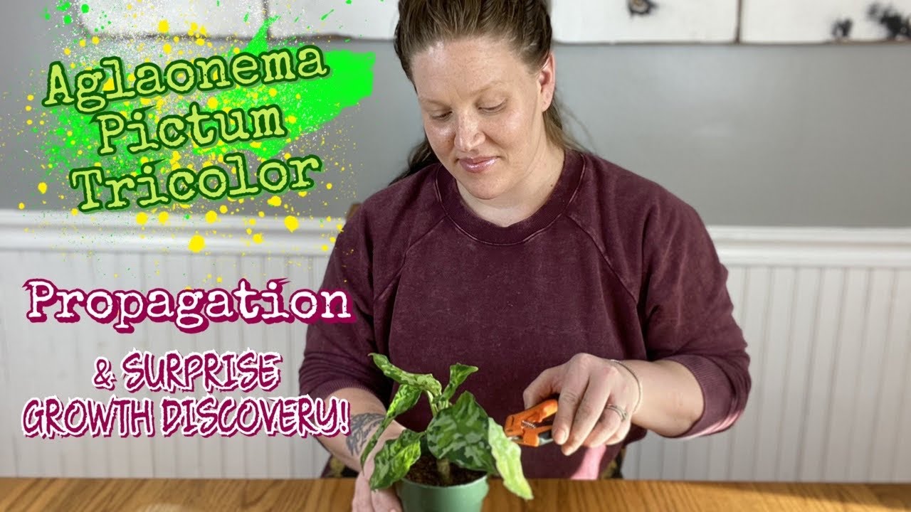 Aglaonema Pictum Tricolor PROPAGATION! ||& SURPRISE GROWTH DISCOVERY?||