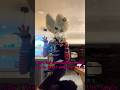 Wowzerz fursuit content #furry #fursuit #originacharacter #moonlight