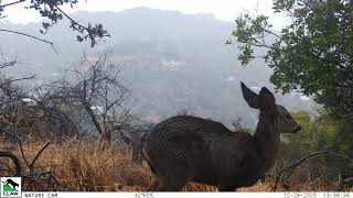 Heya Deer! - Keep LA Wild! by Citizens for Los Angeles Wildlife 296 views 3 years ago 1 minute, 16 seconds