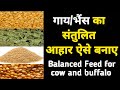 संतुलित पशु आहार कैसे बनाए|Balanced feed for cow and buffalo|Cow Buffalo| Dairy farming in India.