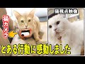 【モニタリング】猫視点のカメラを付けたら、まさかの行動に感動しました