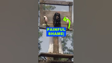 Britain’s Most Humiliating Public Punishment: The Pillory | History 101