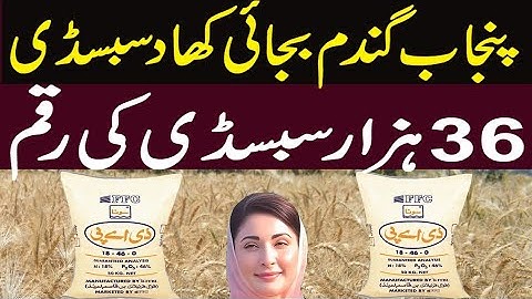 Punjab Govt 36000 Subsidy DAP Fertilizer | Wheat Subsidy Fertilizer ||