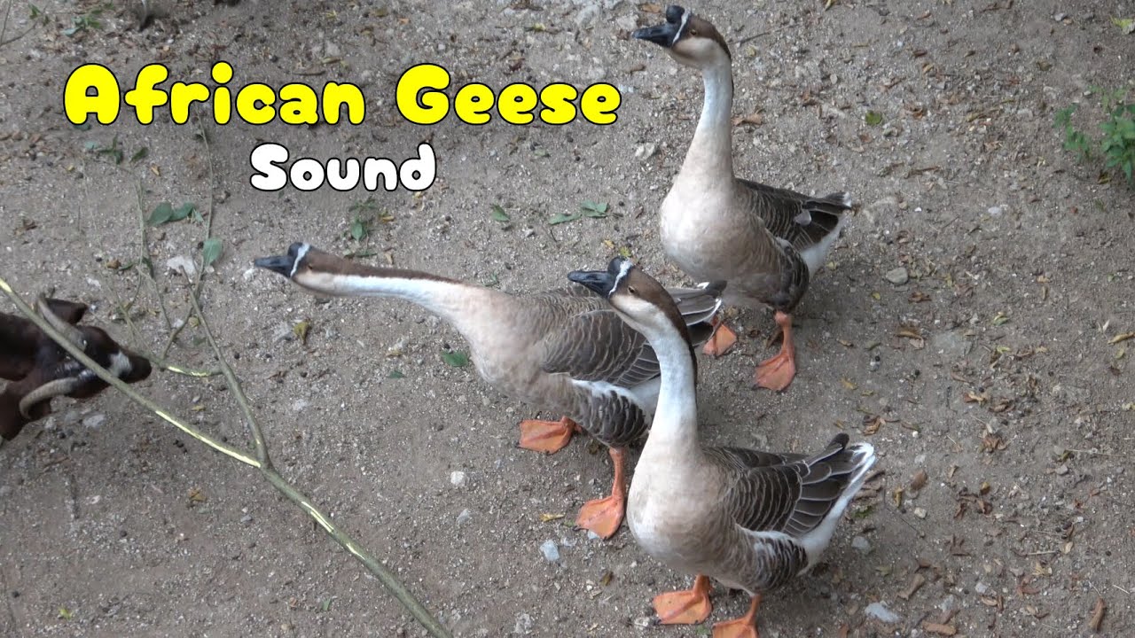 Geese Ringing Farm Geese Sounds