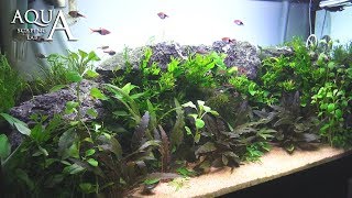 Aquascaping Lab - Tutorial Natural planted Aquarium "African Wall" (size 80x 35x45h 120L)