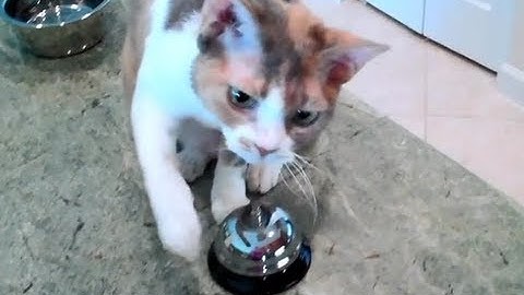 Cheezburger : And Now A Lesson in Classical Conditioning