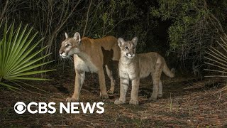Florida panther on the brink of extinction makes a comeback