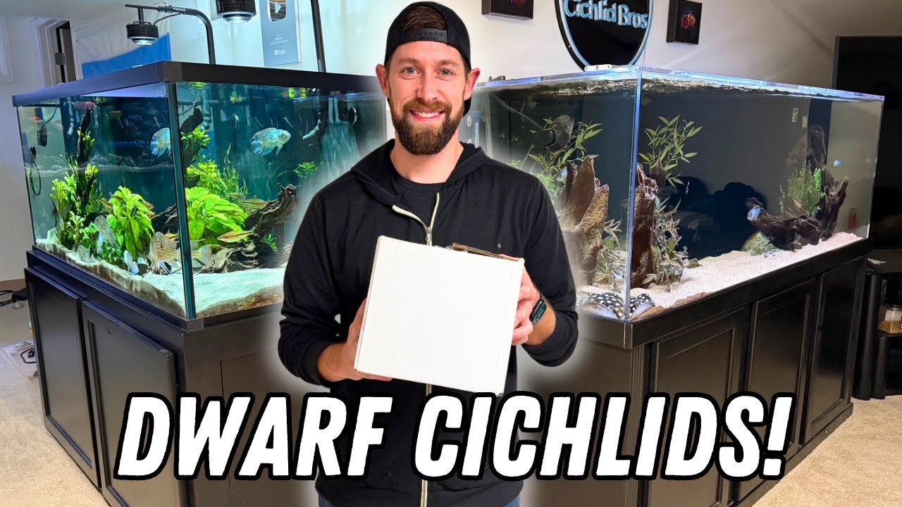 Unboxing Beautiful Dwarf Cichlids | Perfect Cichlids for Small