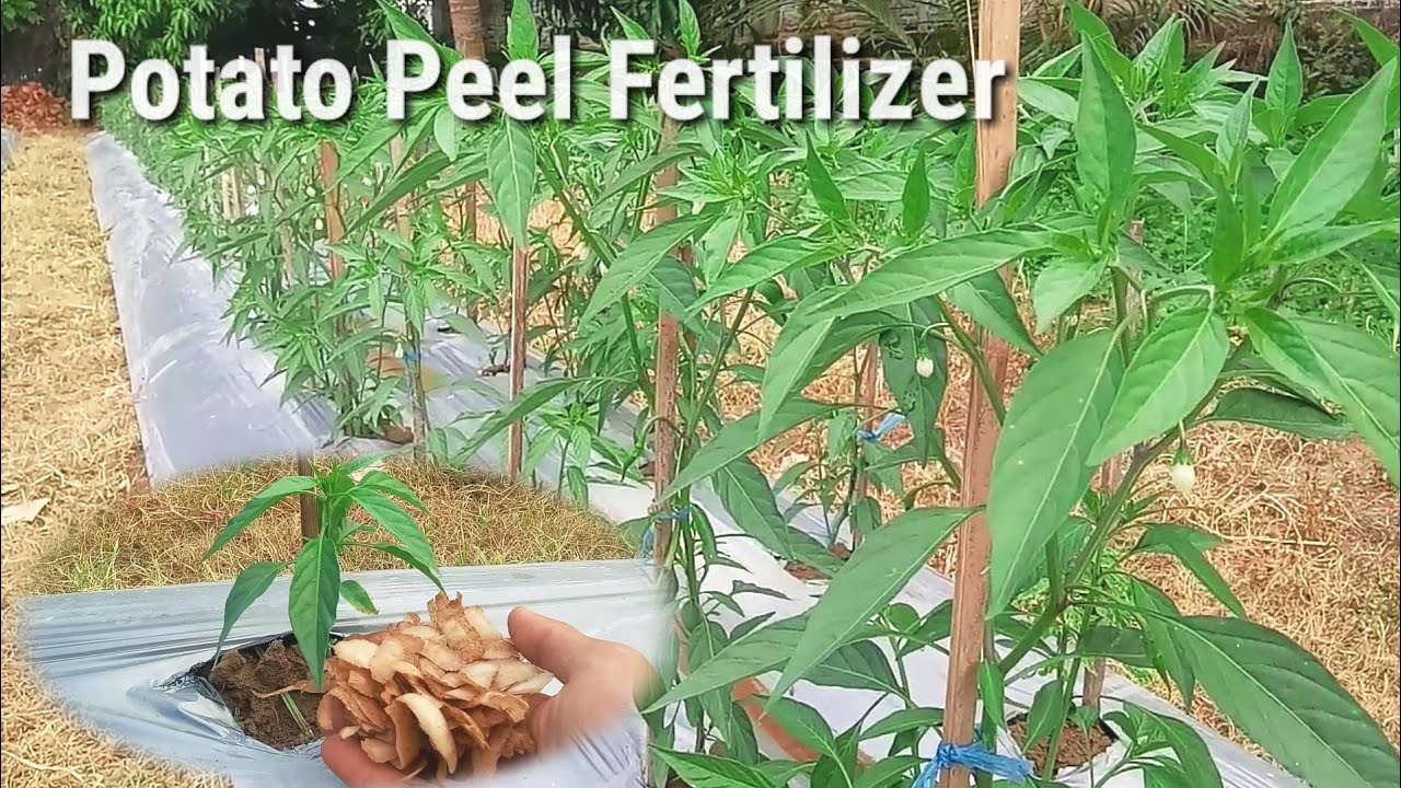 Potato peel fertilizer the best organic fertilizer for chili plants