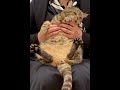 #Shorts抱っこが嫌いな猫と覚える世界史一問一答最終回 #世界史 #猫