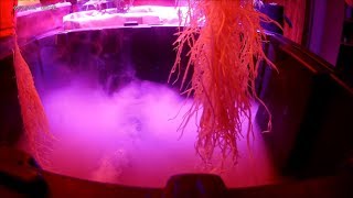 Garden Chores #003 | Hobby420 | Fogponic Update, Seedlings And More