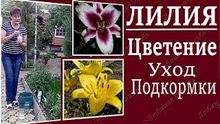 видео Лилия. Советы и секреты