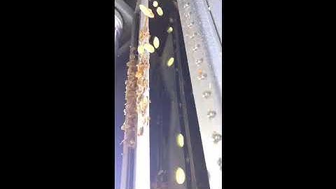 roasted peanuts and fried peanuts sorting machine/jasmine@ajlong.cn