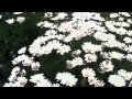 Giant Killing PV