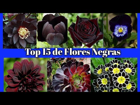 Video: Tulipanes misteriosos: flores negras en el jardín