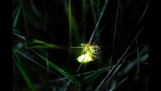 The Fireflies | The Pomodoro Technique | 4 x 50 Minutes | Pomodoro Live Stream Themes