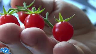 Matt's wild cherry tomato | Lycopersicon lycopersicum | Tomato review