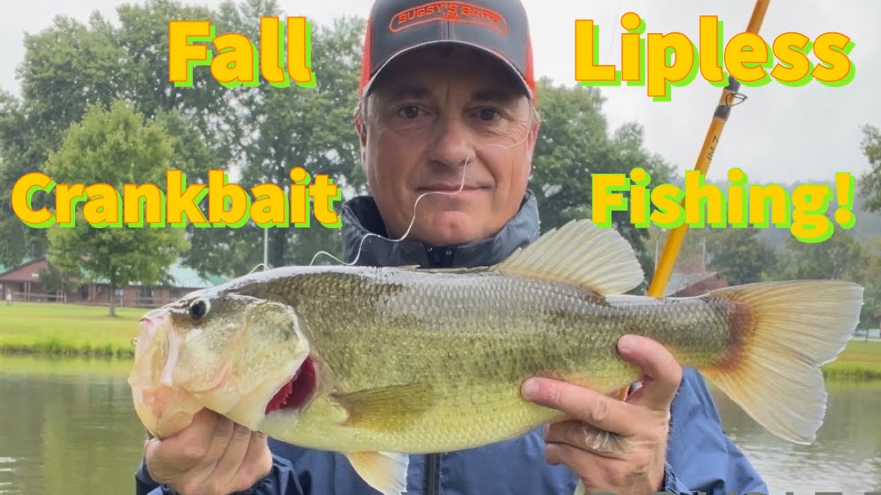Fall lipless crankbait fishing at Cedar Lakes. 4 1/2 pounder caught 3 minutes in! 9/17/23