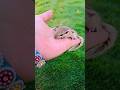 cute squirrel 😍 #animals #viral #funny #songlove #youtubeshorts ##ytshorts #viral  #funniestvideo