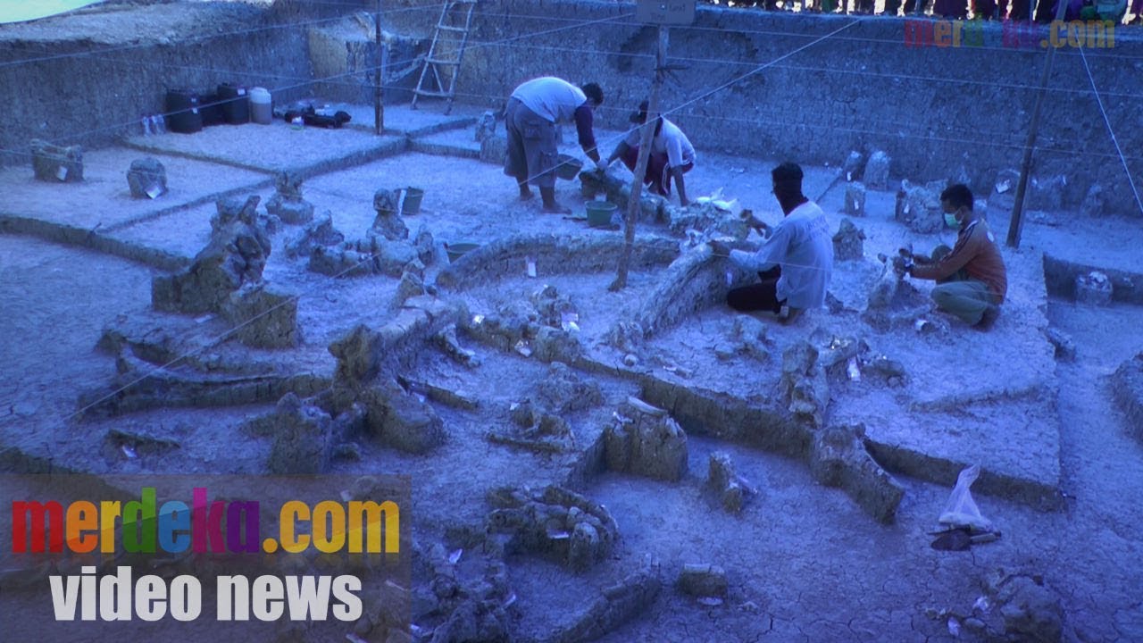 Unduh 5700 Koleksi Gambar Gajah Purba Stegodon Paling Baru 