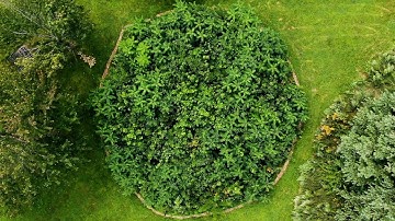 This urban forest becomes self-sufficient in three years