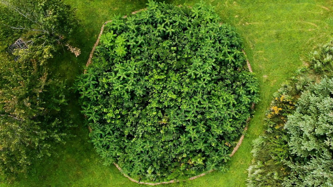 This urban forest becomes self-sufficient in three years