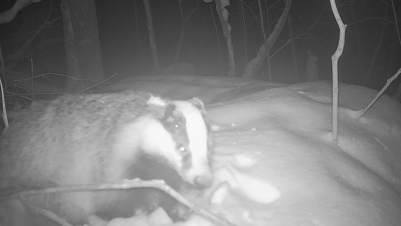 Перший вихід Борі із нори у зимовому лісі.