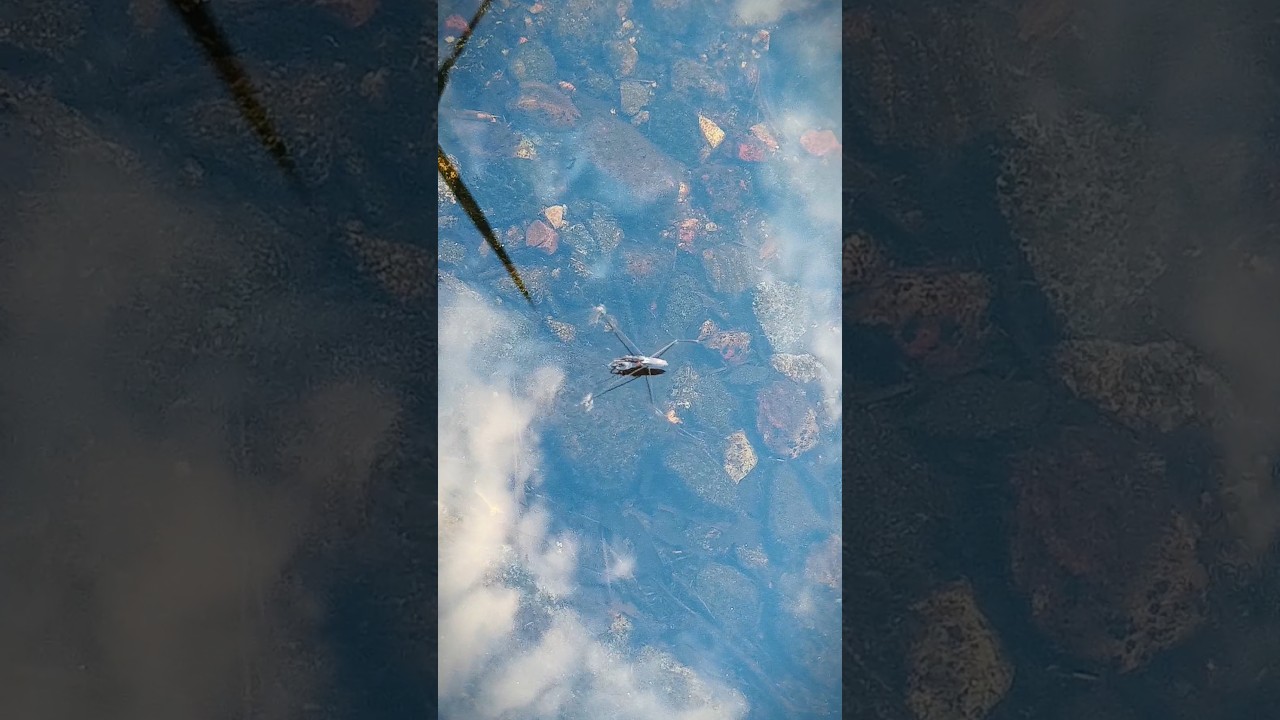 First Water skeeter video  