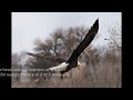 Some facts about bald eagles