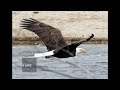 Some facts about bald eagles
