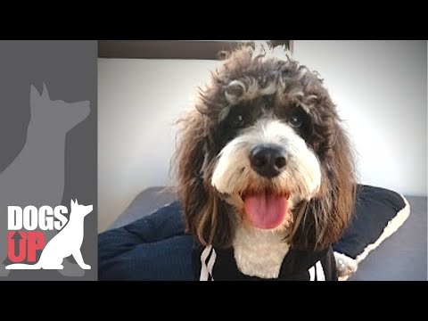 Βίντεο: Αμύγδαλο Βούτυρο Vs. Φυσικό βούτυρο για σκύλους