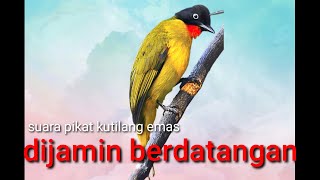 suara pikat kutilang Emas ANTI ZONK!!!!