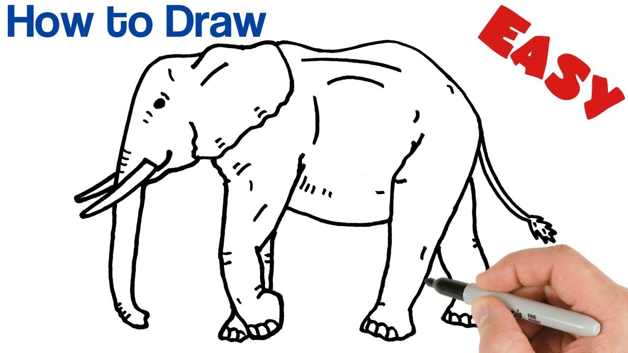 How to Draw an Elephant Easy | Animals Drawings for beginners ...