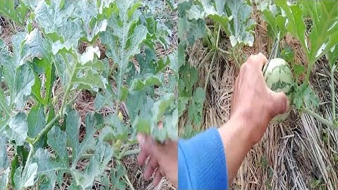 Thumbnail of #26 Pemangkasan Cabang Air Pada Budidaya Semangka