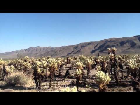 Cholla cactus