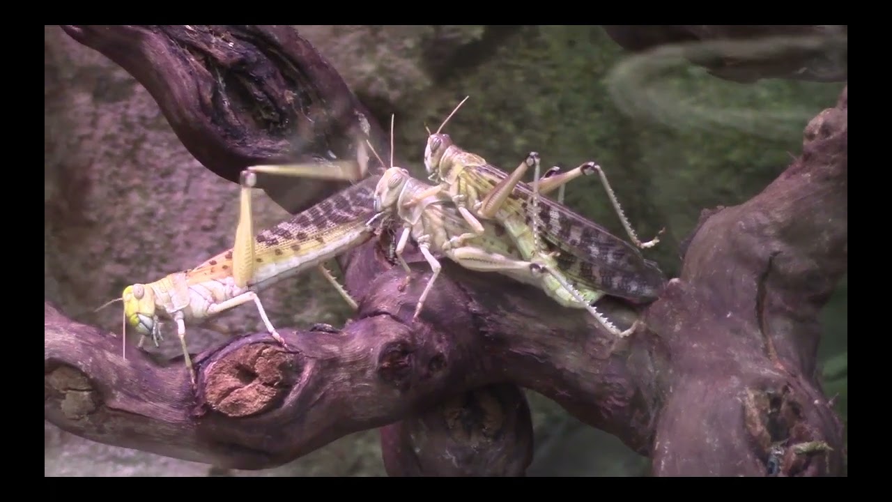 Korkeasaari 28.7.2025