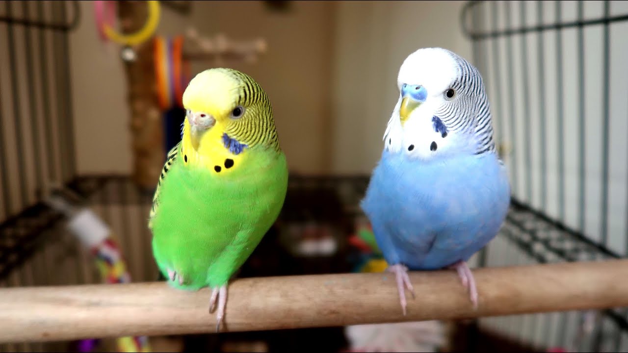 美坛综艺秀假日篇】我的蓝色虎皮小鹦鹉天天，助兴表演，演唱“Jingle Bells - 博客| 文学城