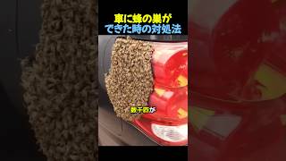 車に蜂の巣ができた時の対処法🐝  #蜂 #女王蜂 #感動する話