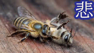 夏のミツバチ多量死  アレを大量に与えて緩和