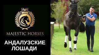 Majestic Horses - Продажа андалузских лошадей из Германии и Испании Majestic Horses - Продажа андалузских лошадей из Германии и Испании