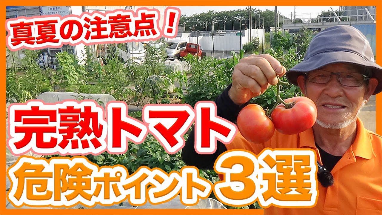 3 selections of tomato cultivation taught by Japanese farmers to