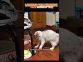 RANKING THE FUNNIEST CAT MOMENTS 😂🐱#funnycats #viralshorts #tryNotToLaugh #shortsfeed