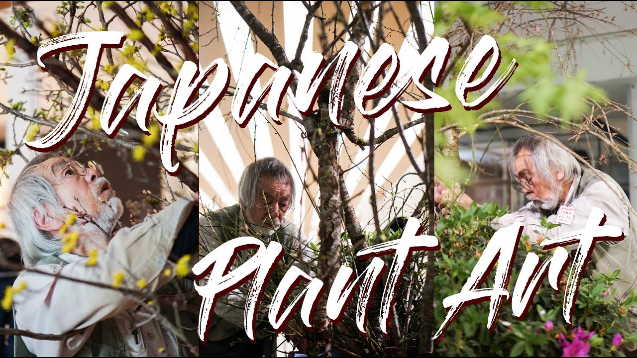 🌟 Bedazzling IKEBANA Performance by Master KUNZO | Expert SAKURA 🌸 Flower Arrangement in Japan 🇯🇵