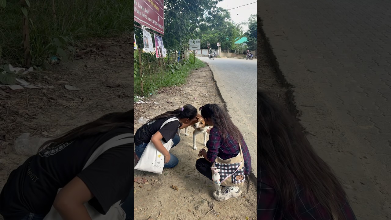 Putting Radium Collar on Street Dogs | Project Humanity 